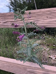 Astragalus brauntonii