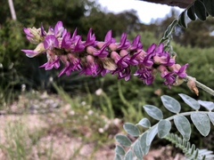 Astragalus brauntonii