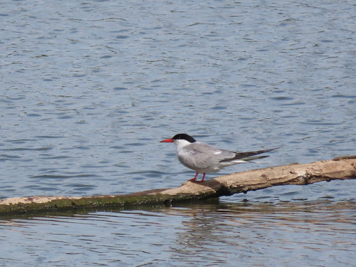 Common Tern