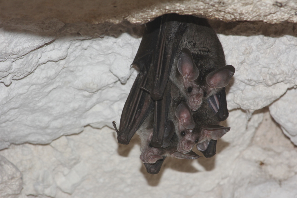 Big-eared Woolly Bat in March 2018 by Juan Cruzado Cortés · iNaturalist