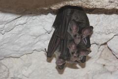 Chrotopterus auritus
