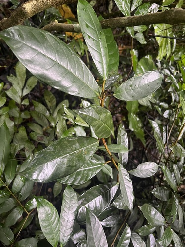 Ficus nervosa