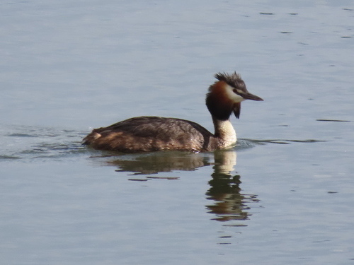 Great Crested Grebe