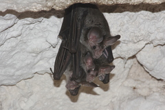 Chrotopterus auritus