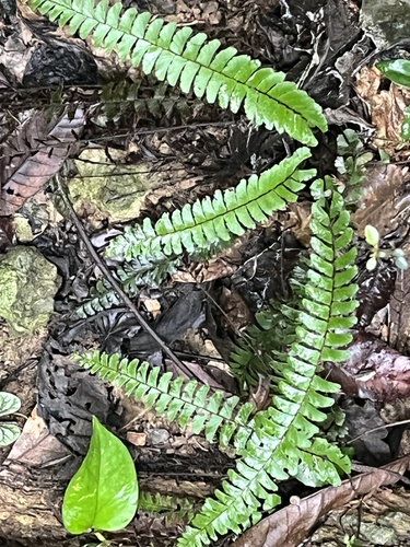 Adiantum caudatum, photograph 5