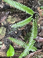 Adiantum caudatum, photograph (c) 謝麗霦, some rights reserved (CC BY)