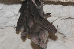Chrotopterus auritus