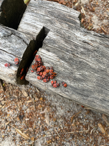 European Firebug