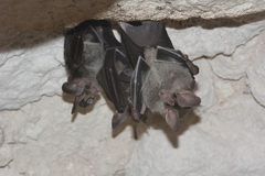 Chrotopterus auritus