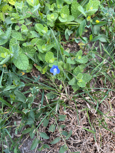 bird's-eye speedwell
