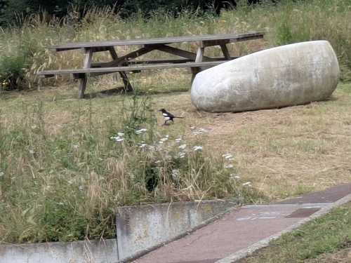 Eurasian Magpie