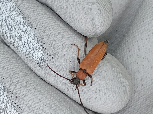 Red Pine Longhorn Beetle