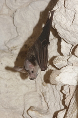 Chrotopterus auritus