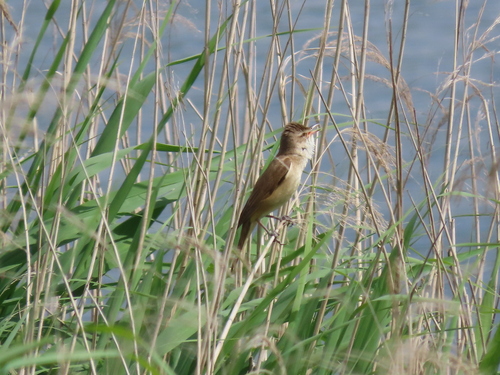Great Reed Warbler