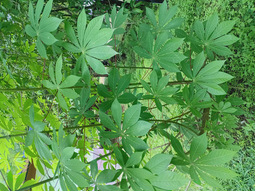 Cassava