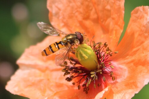 Marmalade Hover Fly