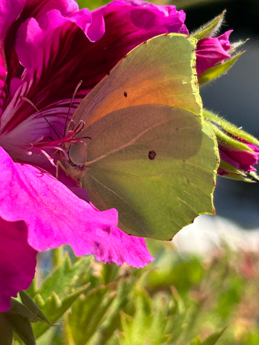 Cleopatra Butterfly