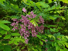 Robinia hispida nana