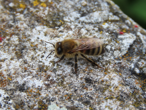 Western Honey Bee