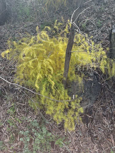 wild asparagus