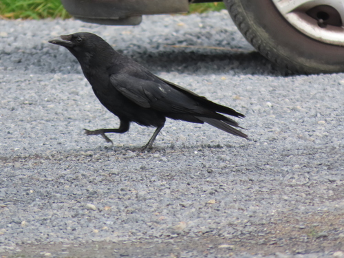 Carrion Crow