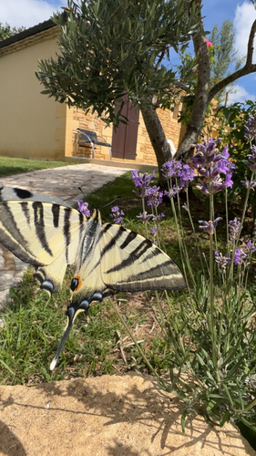 Scarce Swallowtail
