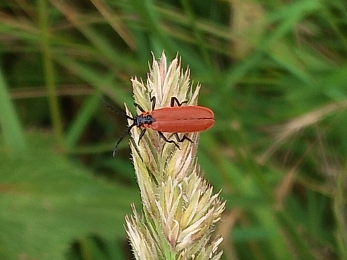 Lygistopterus sanguineus