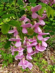 Robinia hispida nana