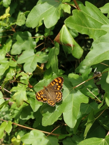 Speckled Wood