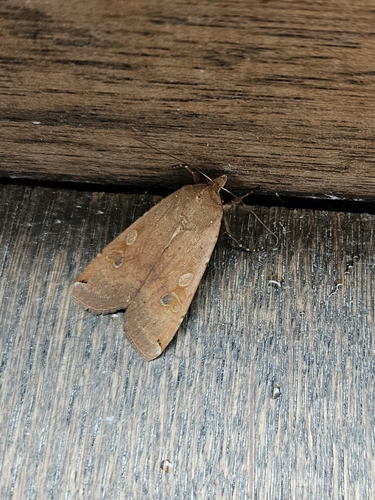 Large Yellow Underwing