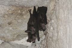 Chrotopterus auritus