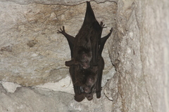 Chrotopterus auritus