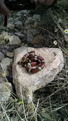 Lampropeltis gentilis