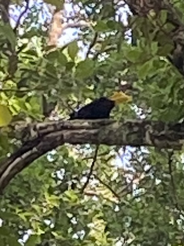 Crested Oropendola