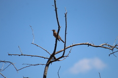 Turdus migratorius