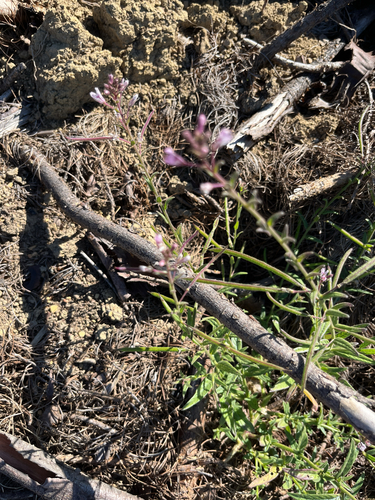 Singleleaf Spindlepod