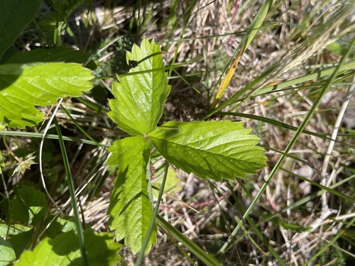 woodland strawberry