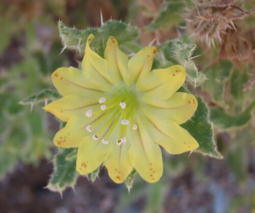 Codon schenckii (Codon schenckii)