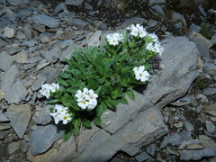 Myosotis angustata