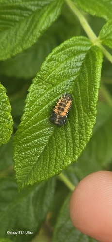Asian Lady Beetle