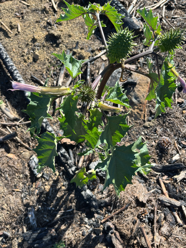jimsonweed