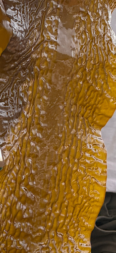 Sugar Kelp