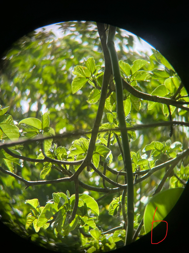 Sterculia ceramica observed 2026-06-11