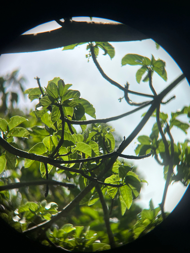 Sterculia ceramica, photograph 2