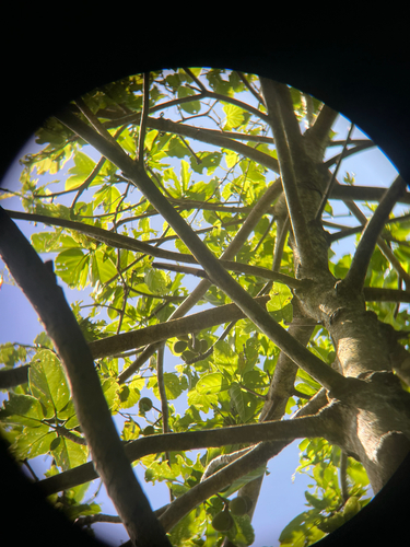Sterculia ceramica, photograph 4