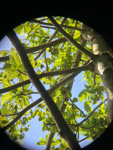 Sterculia ceramica, photograph 5