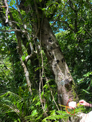 Sterculia ceramica, photograph author not stated, no rights reserved