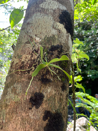 Tuberolabium kotoense, photograph 4
