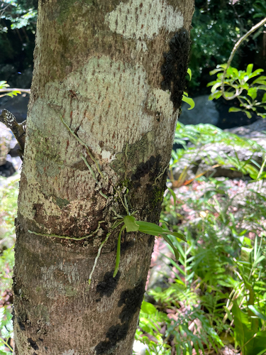 Tuberolabium kotoense, photograph 6