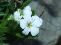 Myosotis angustata